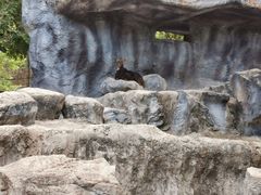 -清迈夜间动物园