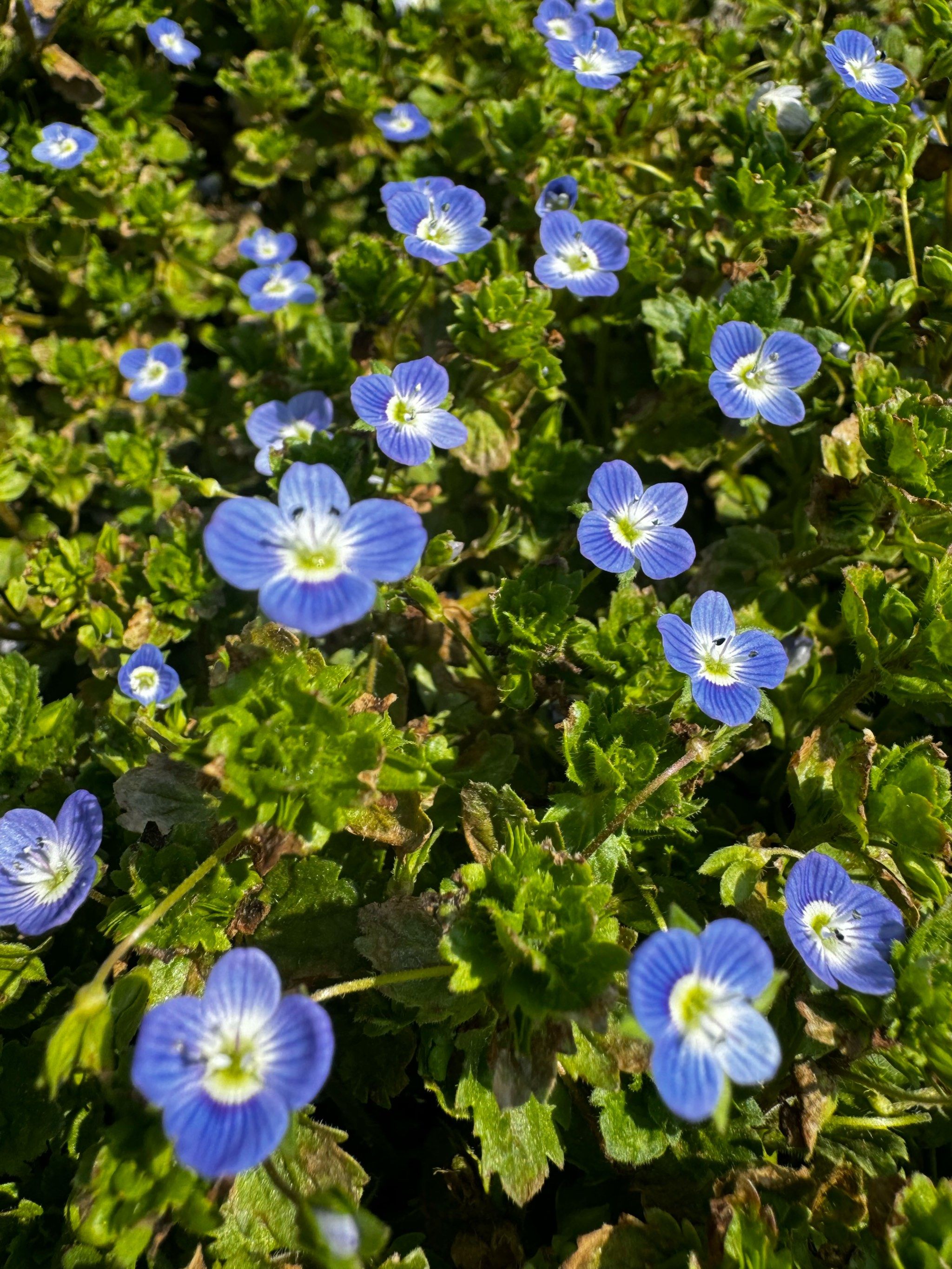 生命旺盛的野花