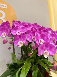 -超级奈尔宝SUPER NEOBIO(杭州星光店)