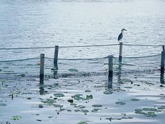 -湖畔居茶楼(湖滨店)