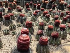-深圳仙湖植物园