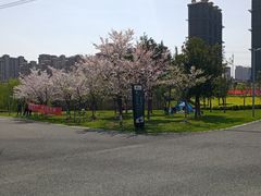 -九里河湿地公园