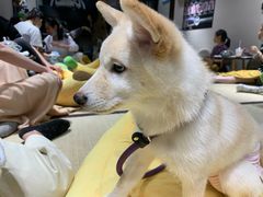 -逗柴咖啡屋·狗咖猫咖宠物桌游