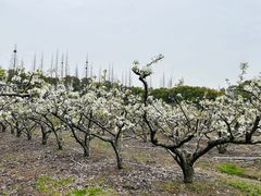 -同里国家湿地公园