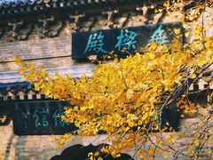 -灵谷景区