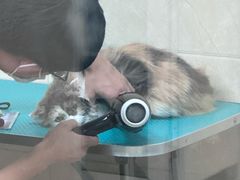 -美联众合爱康动物医院•复杂内科•肿瘤科•牙科•腔镜诊疗中心