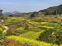 -桑洲油菜花景区
