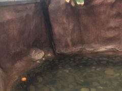 -泉眼温泉