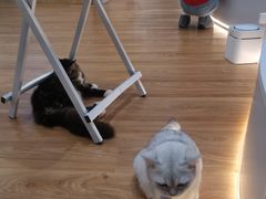 -COLOR PETS 撸猫馆·购猫·猫咖(长风大悦城店)