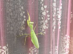 -梨木台悦来客农家院