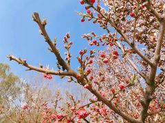 -大兴滨河森林公园