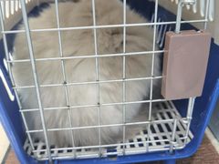 -纳吉亚猫专科动物诊疗中心(蒋宅口分院)