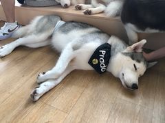 -Husky Go! 哈士奇体验馆·宠物咖啡厅狗咖