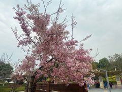 -狐尾山公园