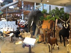 -卡通尼·Safari非洲探索乐园·生日会(金桥国际商业广场店)