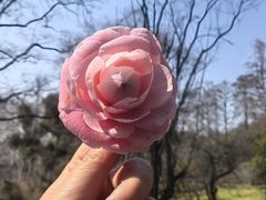 -武汉大学-樱园