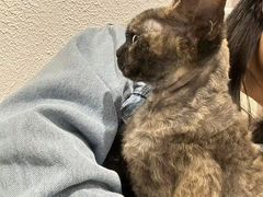 -琪喵猫屋·撸猫猫咖·猫舍