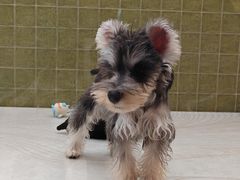 -帕帕拉兹宠物(亚洲旗舰店)