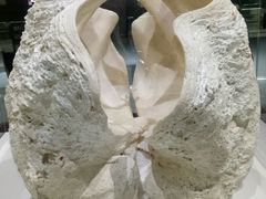 -青岛贝壳博物馆