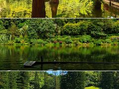 -深圳市中科院仙湖植物园