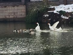 -水绘园