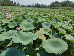 -洪湖生态旅游区