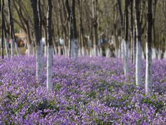 -白塘生态植物园