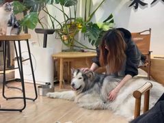 -李小姐の猫咖啡馆(五角场店)