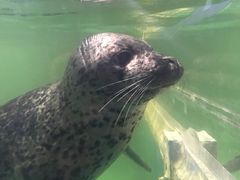 -石家庄海洋公园