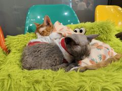 -和它·交个朋友·狗咖猫咖(爱琴海店)
