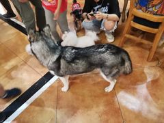 -more than meow吴止猫主题餐厅(承德 中船汇店)