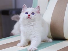 -Bastet sally猫舍购宠(静安店)