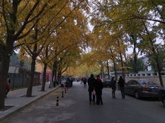 -三里屯东五街银杏大道