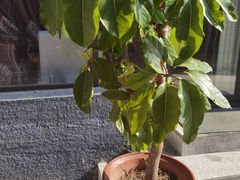 -梨木台悦来客农家院