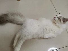 -鼓捣猫呢主题猫咖店