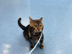 -美联众合动物医院(·中兽医·疑难杂症·严家桥分院)