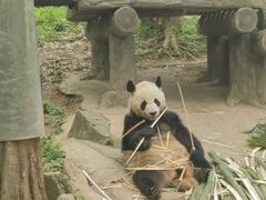 -都江堰中华大熊猫苑