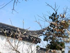 -香雪海