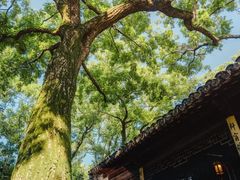 -秋霞圃