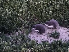 -企鹅岛