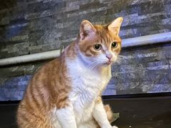 -旧雨咖啡·CoffeeFORU(黄村奥体店)