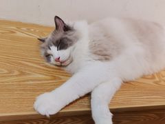 -Heymao猫咖.咖啡厅(东门店)