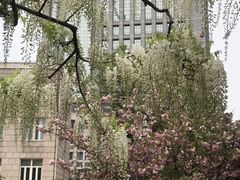 -嘉定紫藤园
