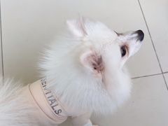 -怪兽屋·羊驼·猫咖·狗咖(俊华广场店)