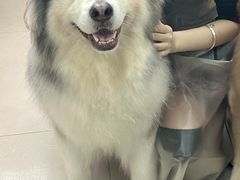 -汪说·狗咖(旺城大厦店)