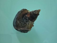 -新隆嘉 供销超市(修竹商场店)