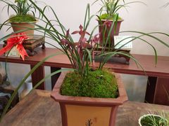-金陵花卉交易市场