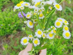 -大塘金香草谷