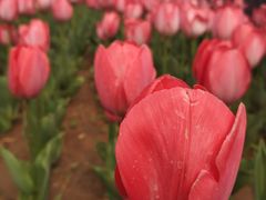 -廊坊文化艺术中心