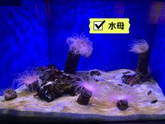 -上海海洋水族馆